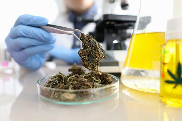 Read more about the article Le cannabis médical pourrait jouer un rôle important pendant le COVID-19