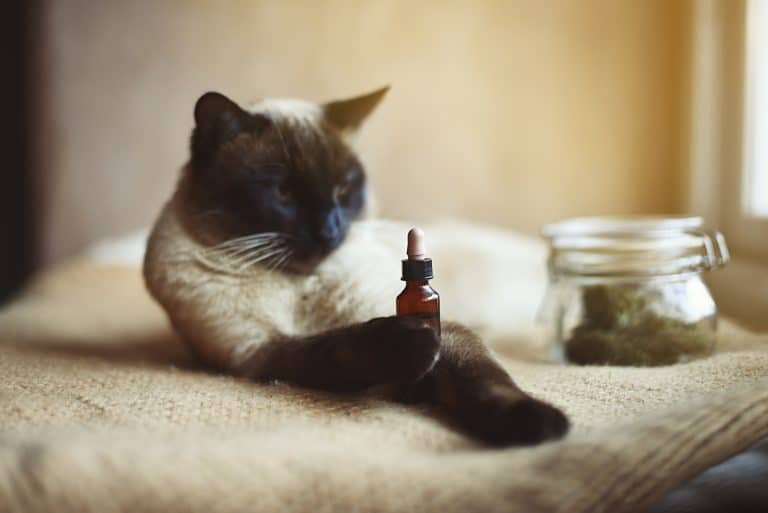 Read more about the article Le CBD pour les animaux